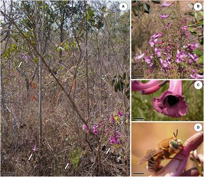 <mark class="highlighted">Nectar</mark> Replaced by Volatile Secretion: A Potential New Role for <mark class="highlighted">Nectar</mark>less Flowers in a Bee-Pollinated Plant Species